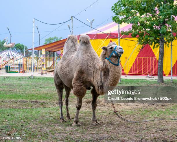 a two humped camel in the city park. camel walking in the park - kamel bildbanksfoton och bilder