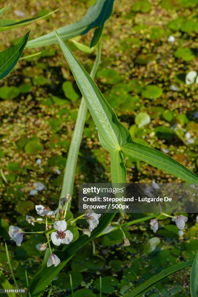 White Flowers And Arrow Shaped Leaves Of Arrowhead