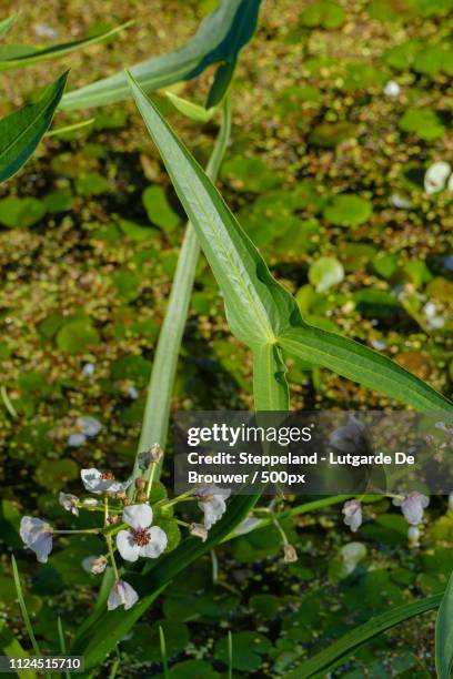 white flowers and arrow shaped leaves of arrowhead - sagittaria aquatic plant stock pictures, royalty-free photos & images