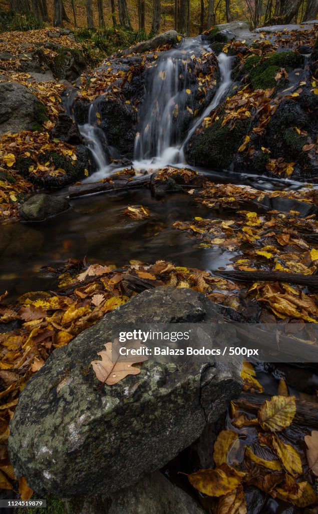 Autumn Leaf