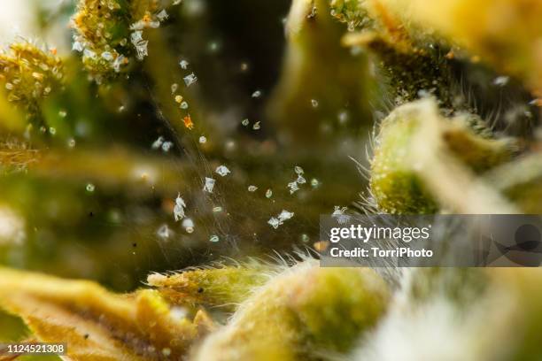 spider mite - ácaro vermelho imagens e fotografias de stock