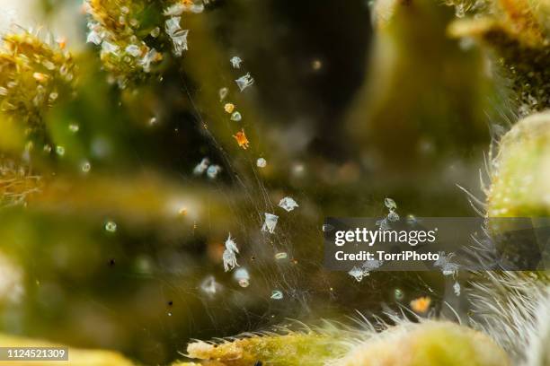 spider mite - ácaro vermelho imagens e fotografias de stock