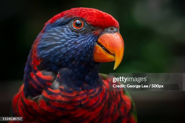 parrot - lori stock-fotos und bilder