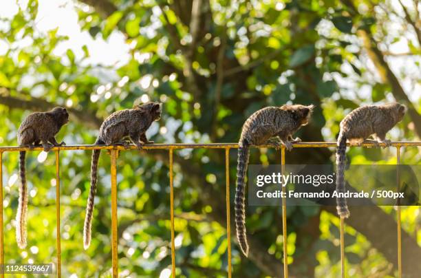 monkey family - jardim zoológico de londres imagens e fotografias de stock