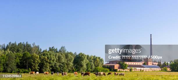 urranian cows near the factory - champs et lait photos et images de collection