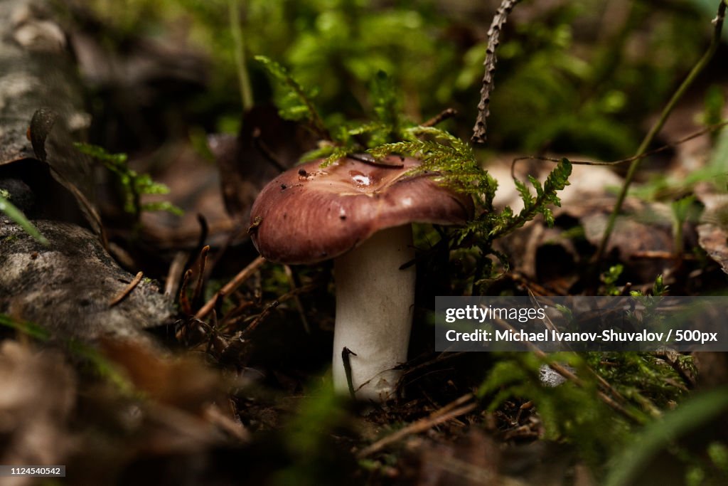 Red Russula