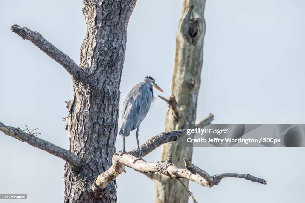 Heron perching on bare tree