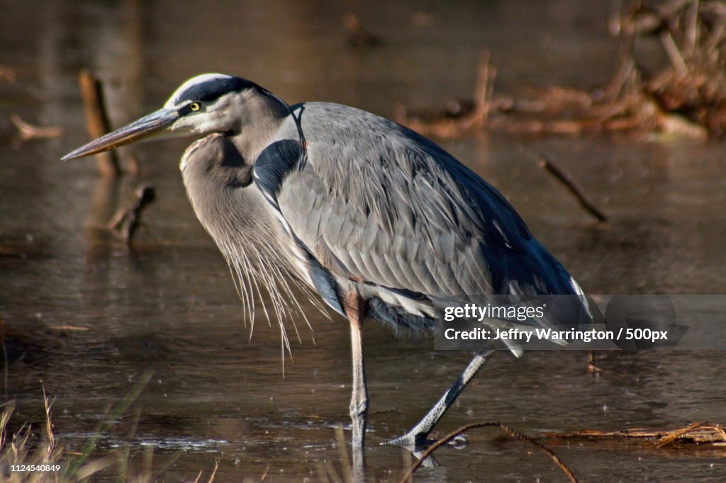 Heron walking in shallow pond
