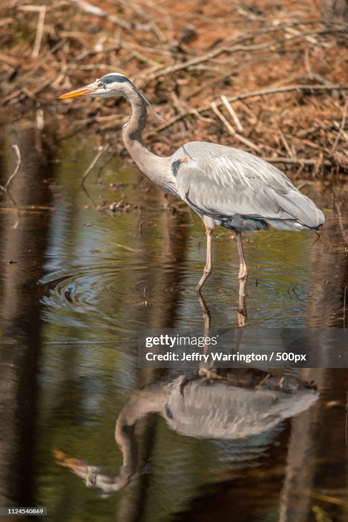 Heron standing in shallow pond