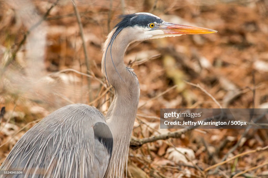 Portrait of heron standing outdoors