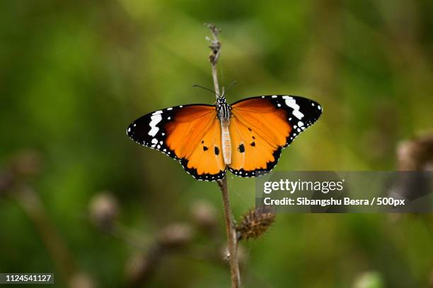 orange butterfly perching on plant - symmetry butterfly stock pictures, royalty-free photos & images