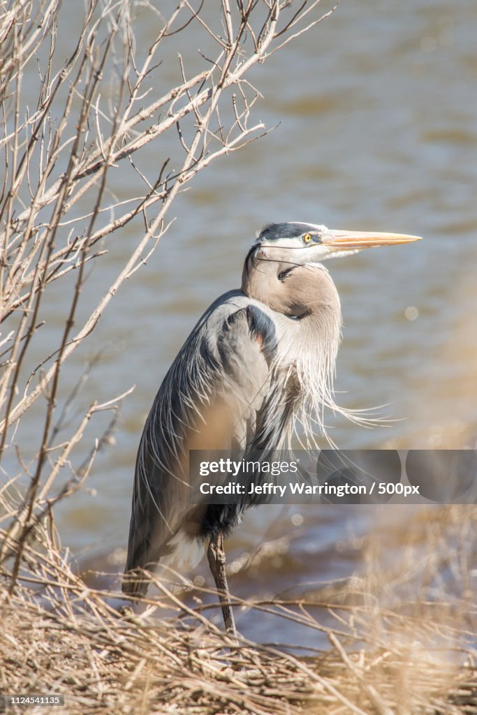 Heron standing in front of pond