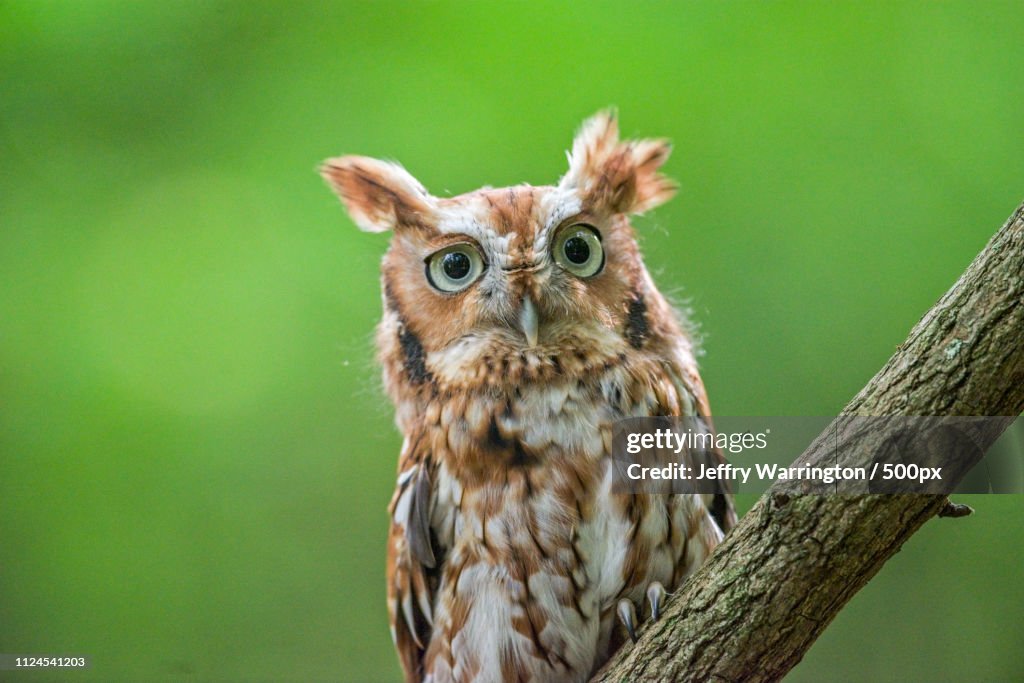 Eastern Screech Owl(Megascops Asio)