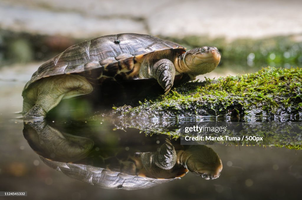 Turtle