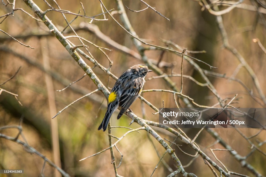 Yellow Rumped Warbler(Dendroica Coroniaia)