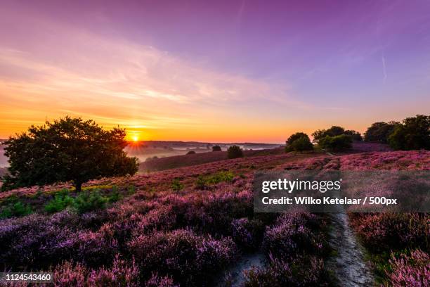 misty mornings - zonsopgang stock pictures, royalty-free photos & images