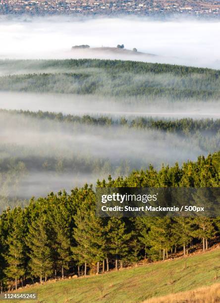 national arboretum, canberra - lake burley griffin stock pictures, royalty-free photos & images