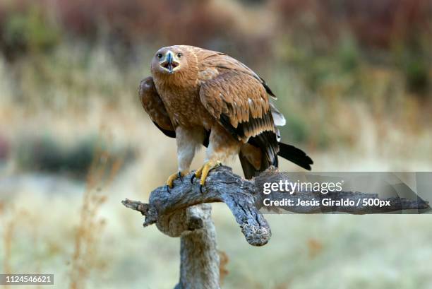 spanish imperial eagle. aquila adalberti - fleckenkauz stock-fotos und bilder