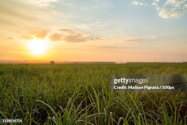 sugar cane sunset - sugar cane field stock-fotos und bilder