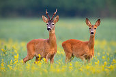 Roe deer couple in rut on a field with yellow wildflowers
