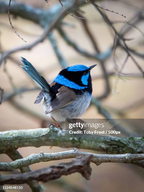 Blue Rens Bird Superb Blue Wren Photos and Premium High Res Pictures - Getty Images