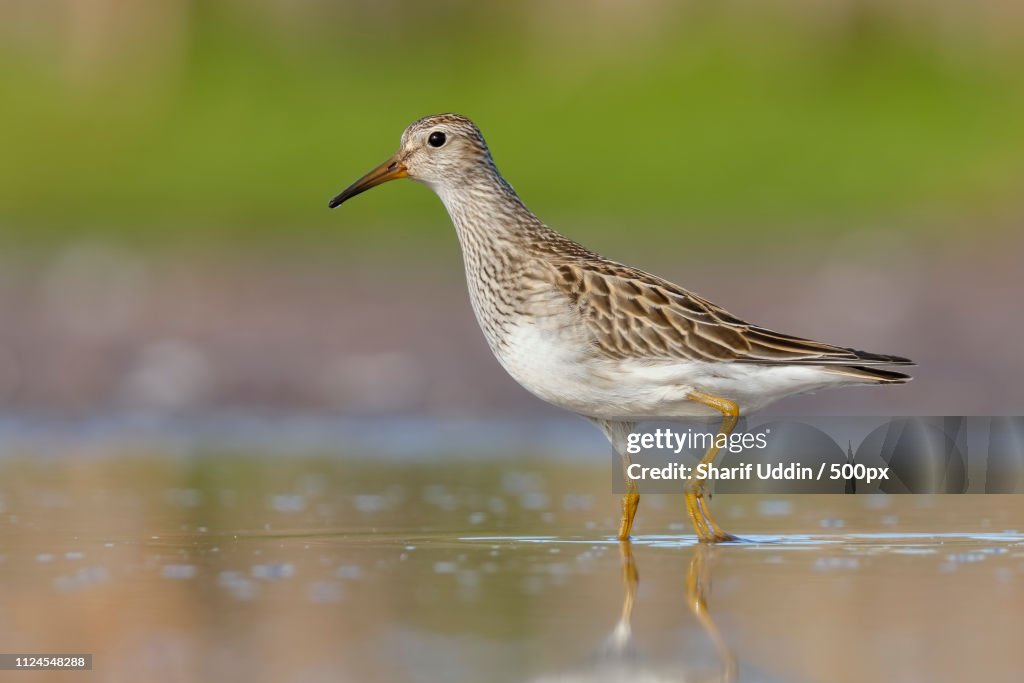 Pectoral Sandpiper (Calidris Melanotos)