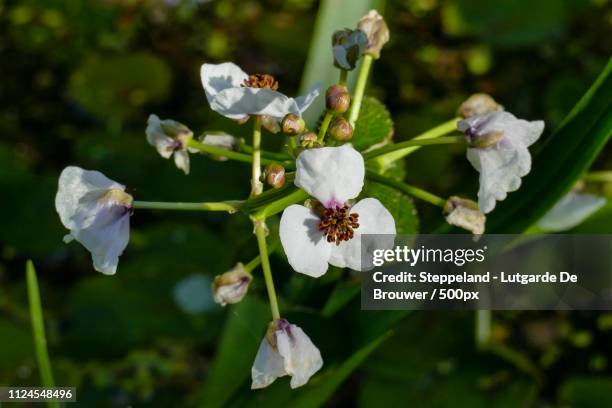 three petal white flowers of arrowhead - sagittaria aquatic plant stock pictures, royalty-free photos & images