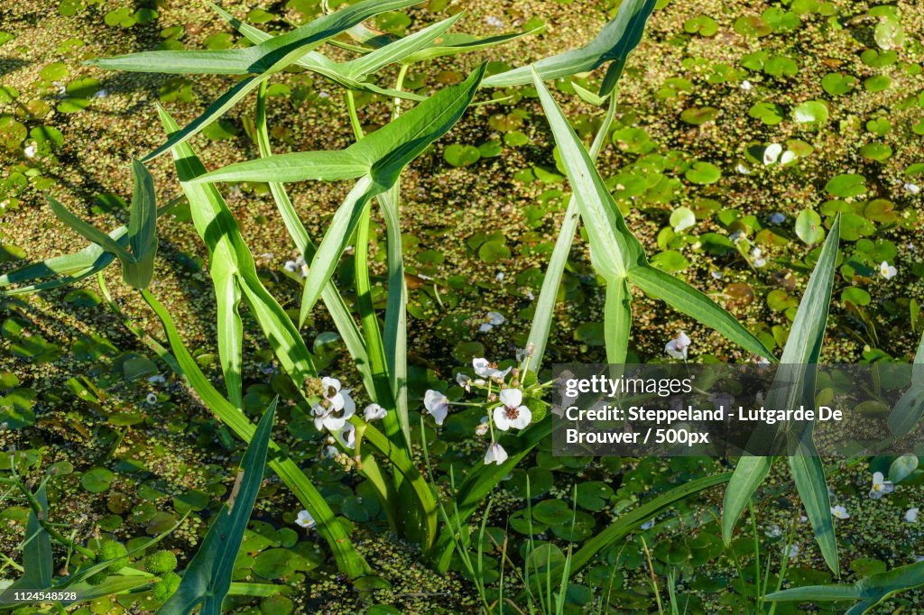 White Flowers And Arrow Shaped Leaves Of Arrowhead