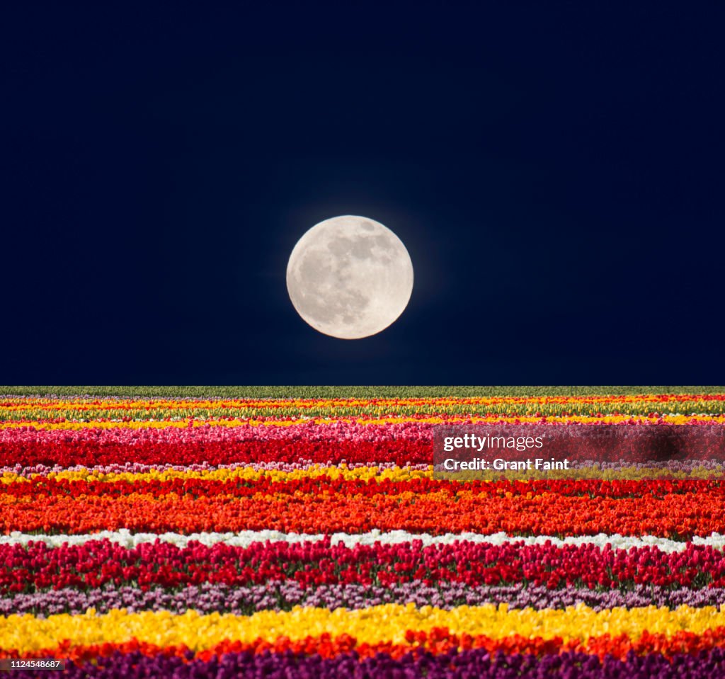 Abstract Moon Rise Abstract Scenic Of Moonrise Over Tulips High-Res Stock Photo - Getty Images