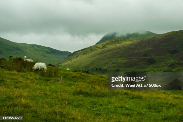 sheep in mountains - new zealand fotografías e imágenes de stock