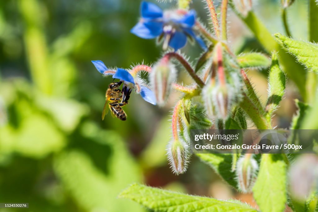 Collecting Nectar