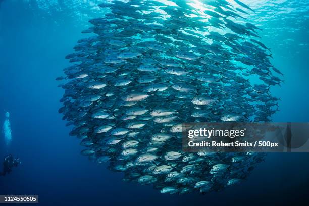 school of bigeye trevally - schwarm stock-fotos und bilder