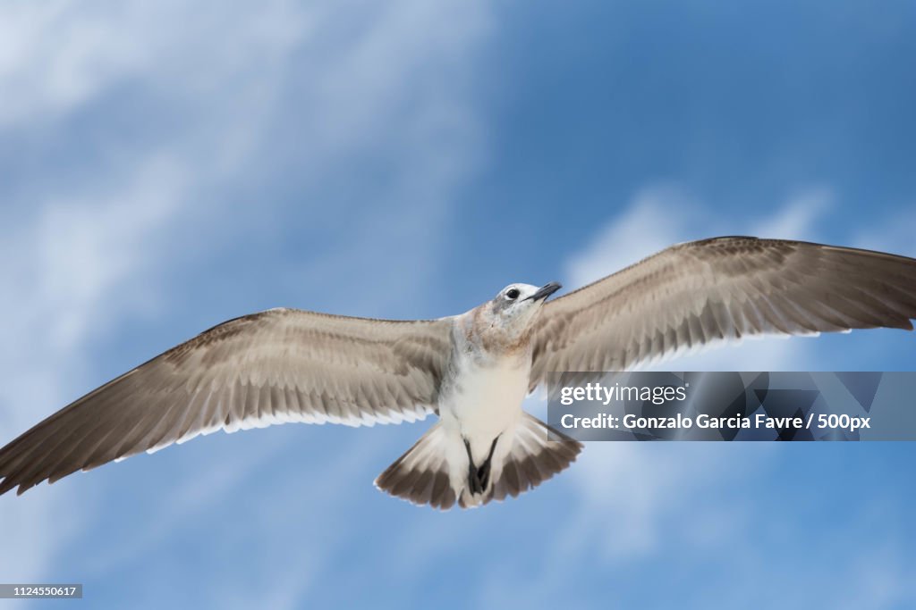 Seagull