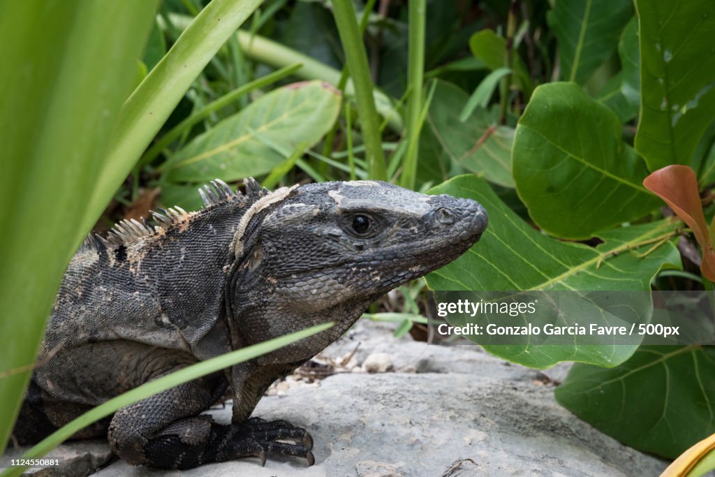 Iguana Maya