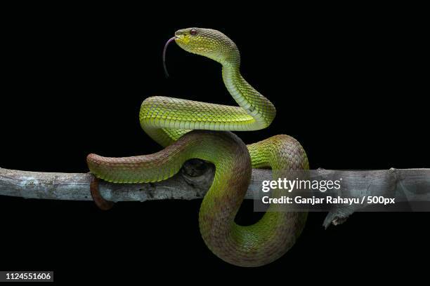 green viper - pet snake stock pictures, royalty-free photos & images