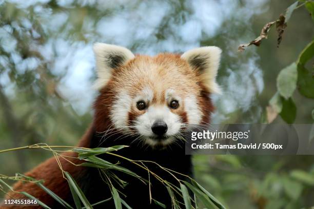 red panda - panda stock pictures, royalty-free photos & images