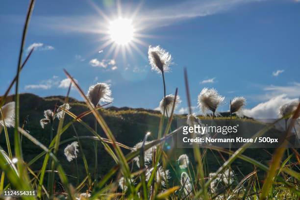 field of cotton grass in iceland - wollgras stock-fotos und bilder