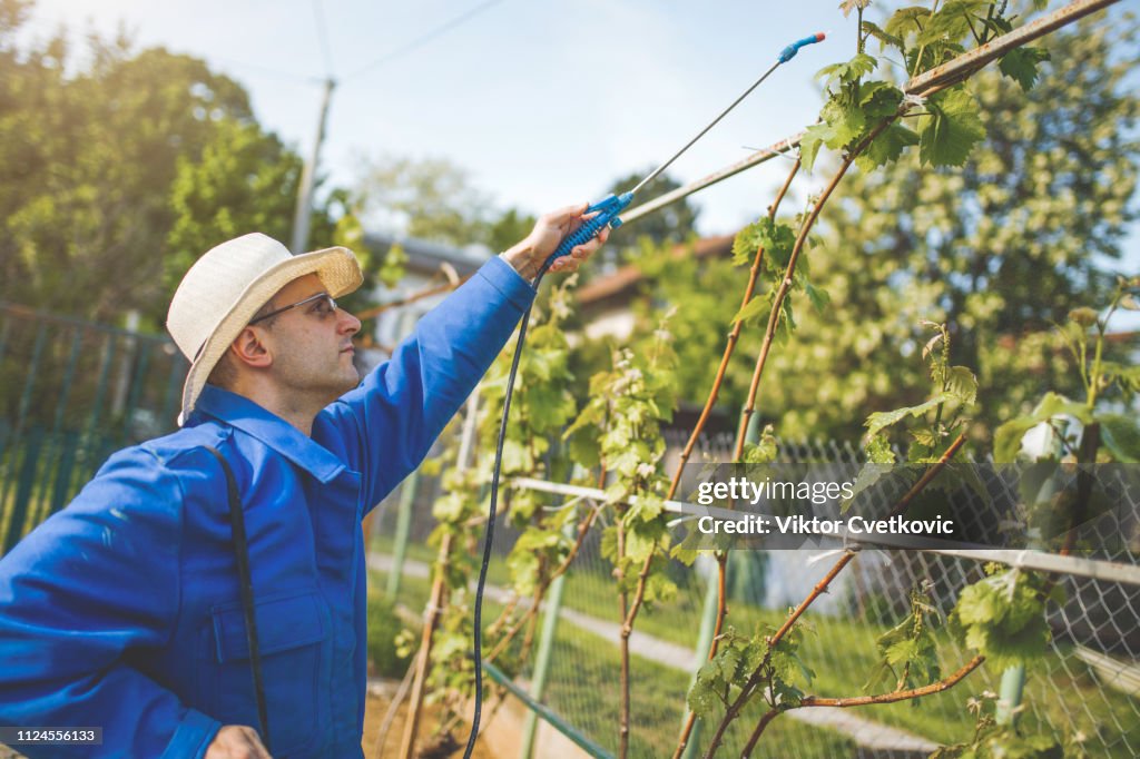Winemaker in vineyard