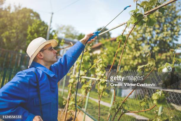 winemaker in vineyard - dry ice safety stock pictures, royalty-free photos & images