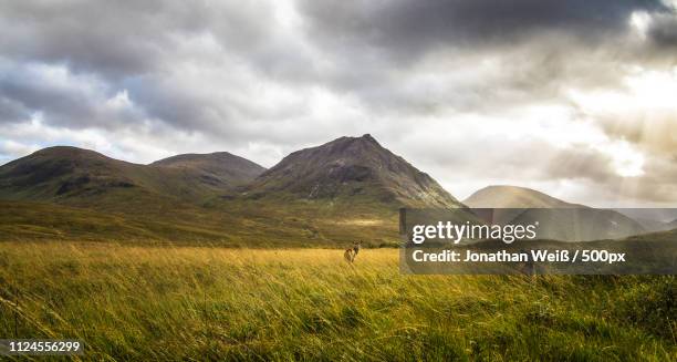 glen etive wildlife - glen etive stockfoto's en -beelden