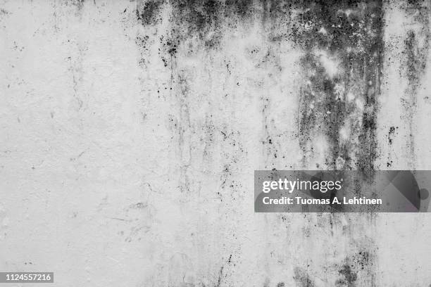 closeup of a weathered concrete wall - aspergillus stockfoto's en -beelden