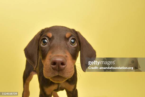rescue animal - cute chocolate and tan doberman puppy - cute stock pictures, royalty-free photos & images