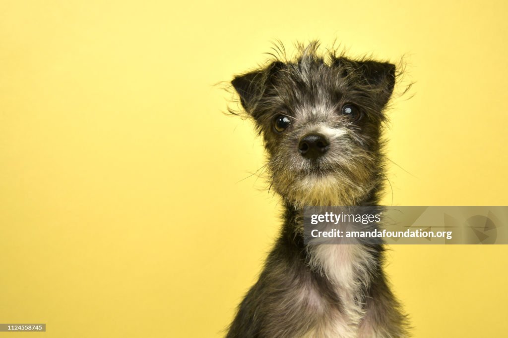 Rescue Animal - Terrier/Schnauzer mix puppy