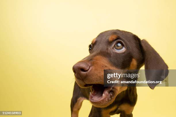 rescue animal - cute chocolate and tan doberman puppy - amandafoundationcollection stock pictures, royalty-free photos & images