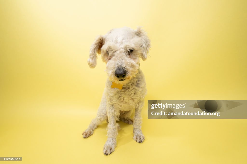 Rescue Animal - white Poodle mix