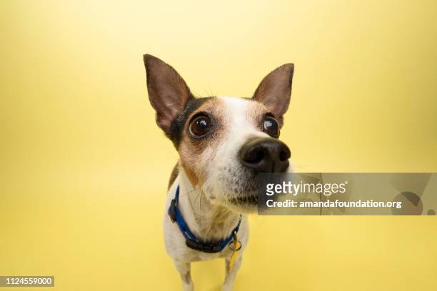 tier - tricolor ratte terrier mix zu retten - begging animal behavior stock-fotos und bilder