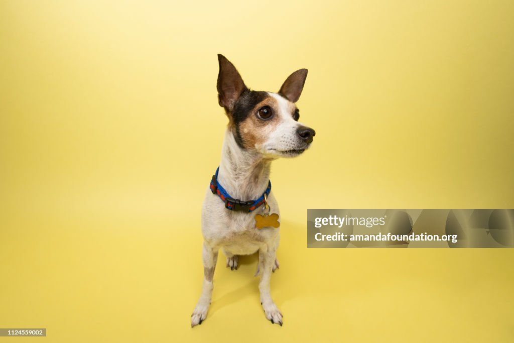 Rescue Animal - tricolor Rat Terrier mix