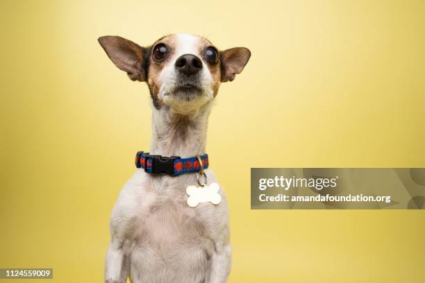 rescue animal - tricolor rat terrier mix - amandafoundationcollection stock pictures, royalty-free photos & images