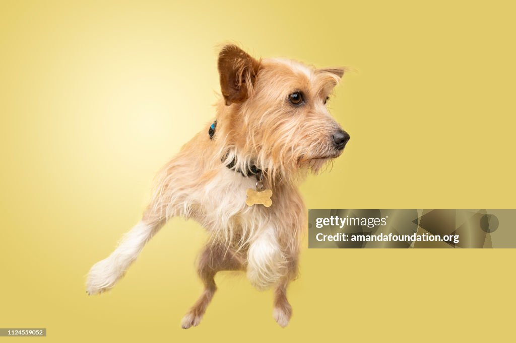 Rescate Animal - mezcla de Cairn Terrier/Corgi