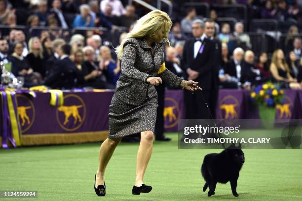 Colton, a schipperke from Howell, Michigan, who won the Non-Sporting Group on February 11, runs with handler Christa Cook in the "Best in Show" at...